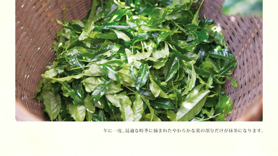 濃厚抹茶冰棒