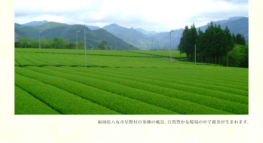濃厚抹茶冰棒